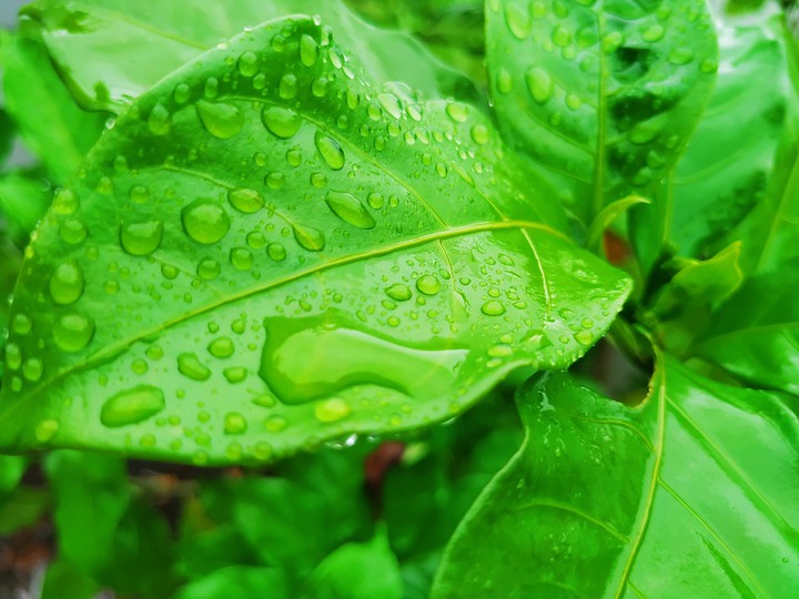 Rain drops on leaves