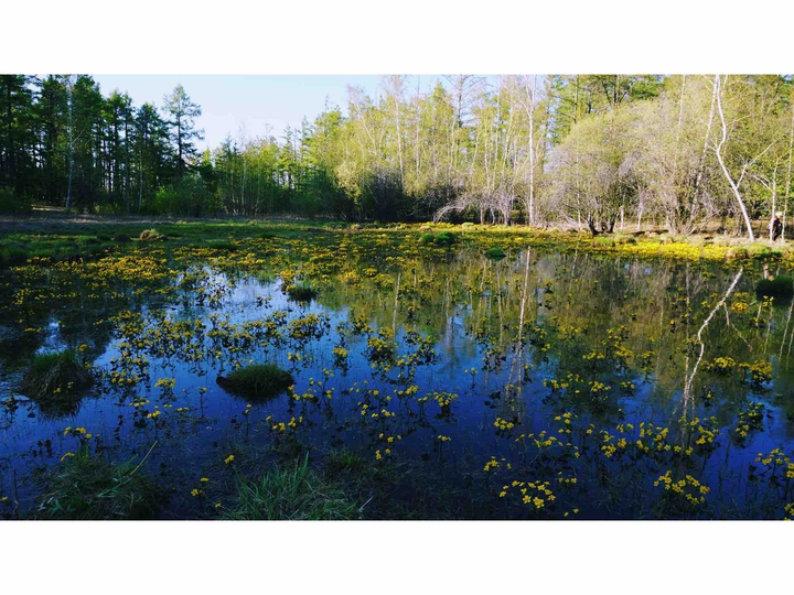 Flowers of the lake
