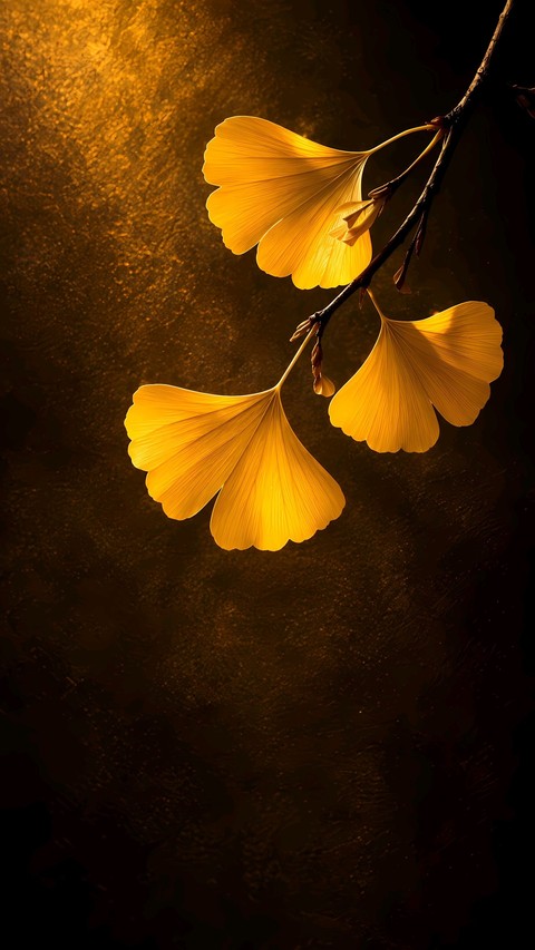 Flower, Petal, Red