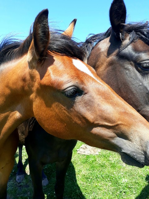 Wild horses