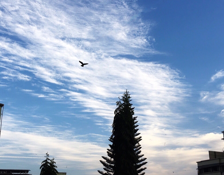 The patterned clouds.