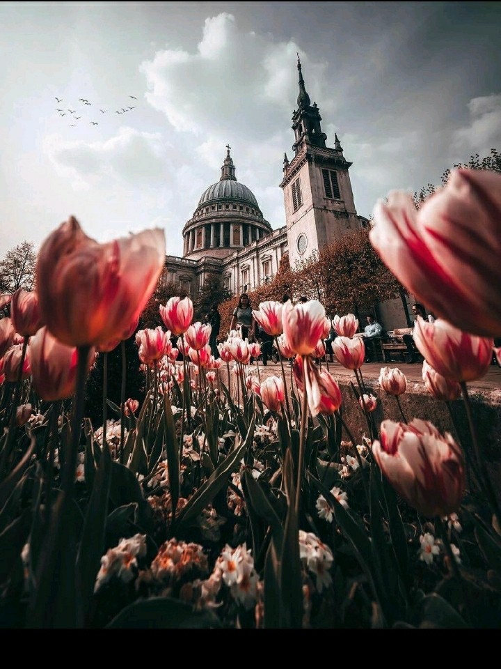 flowers