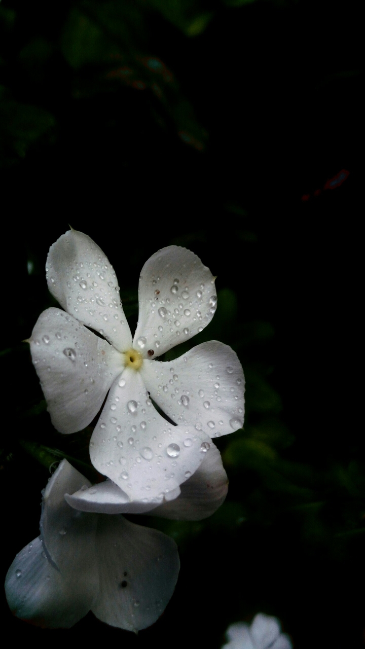 flower