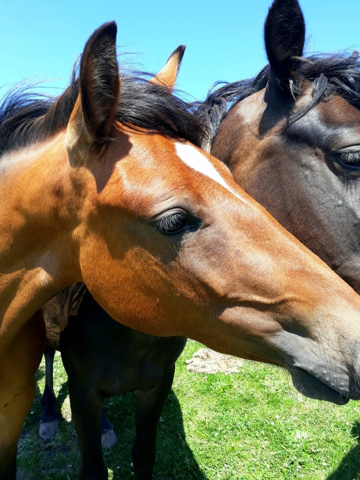 Wild horses