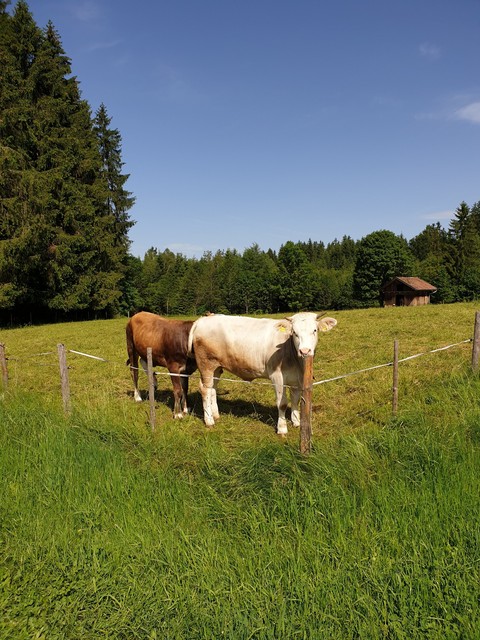 white cow