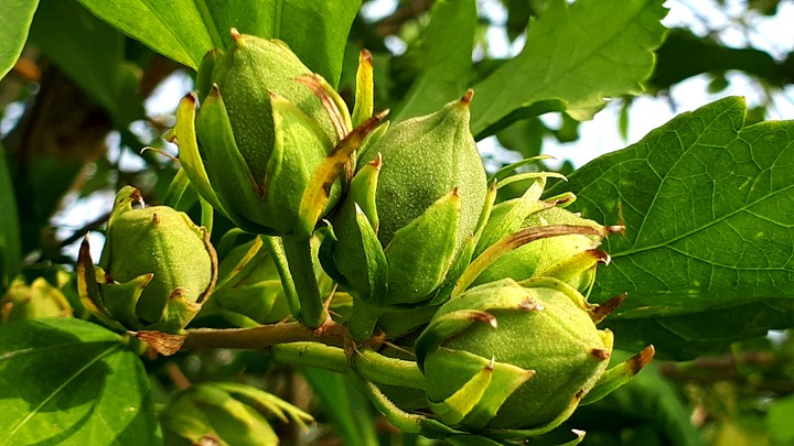 hazelnuts