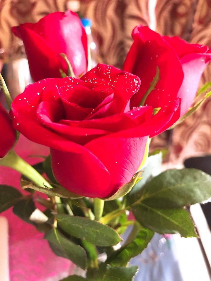 red roses