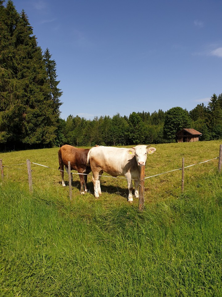 white cow