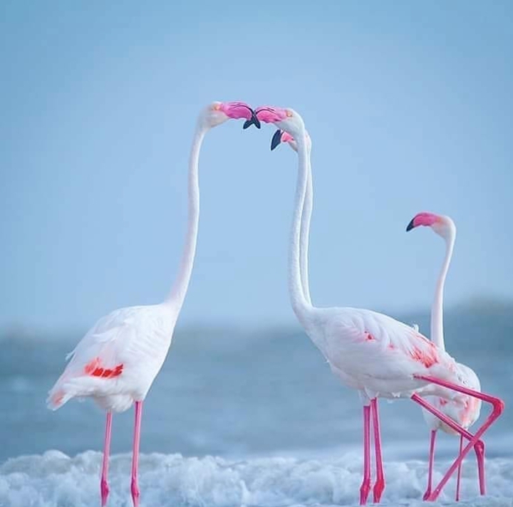 flamingo