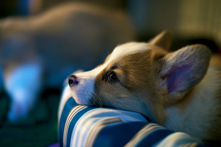 corgi dog