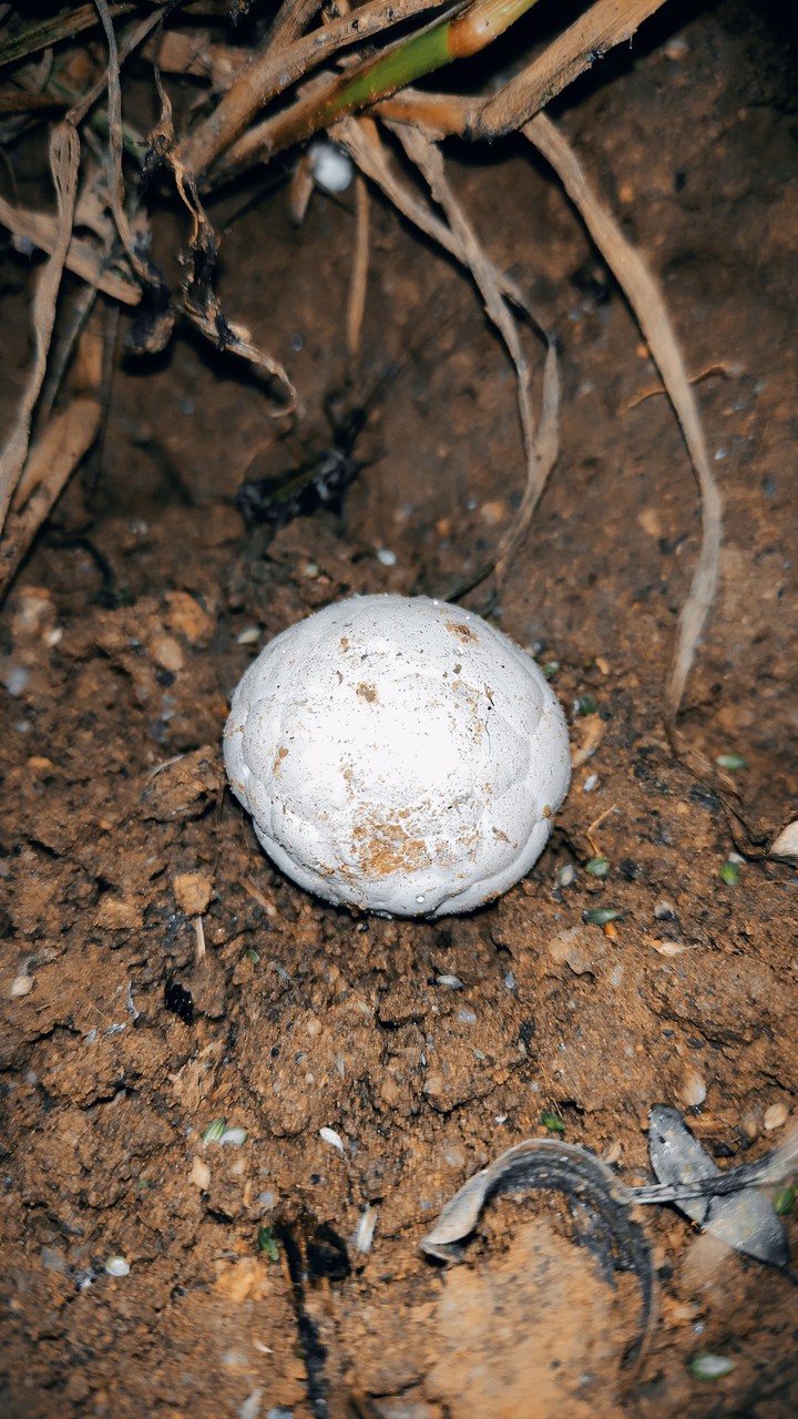 puffball mashroom