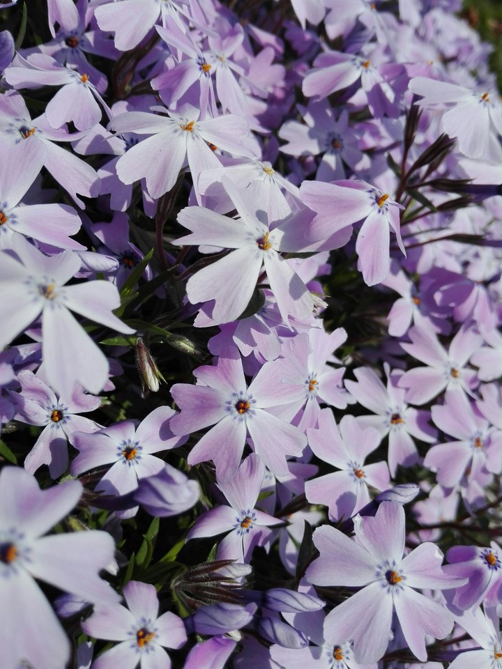 Lila Blumen