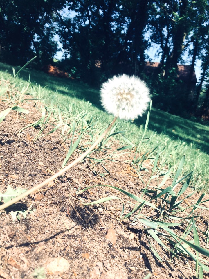 lonely dandelion