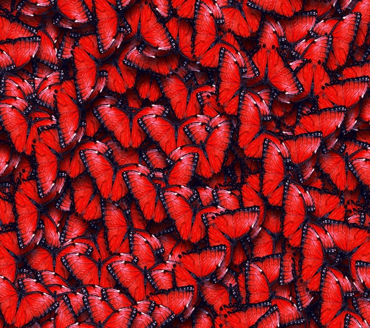 Butterflies