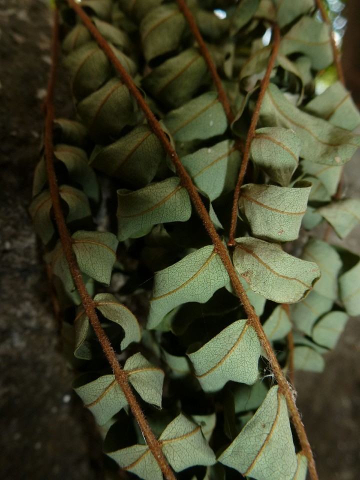 DRY GREEN