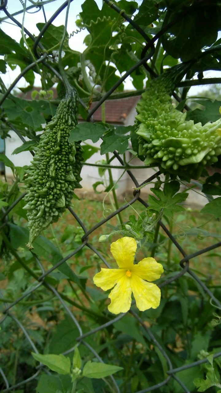 Mướp đắng
