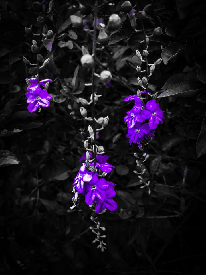 flower