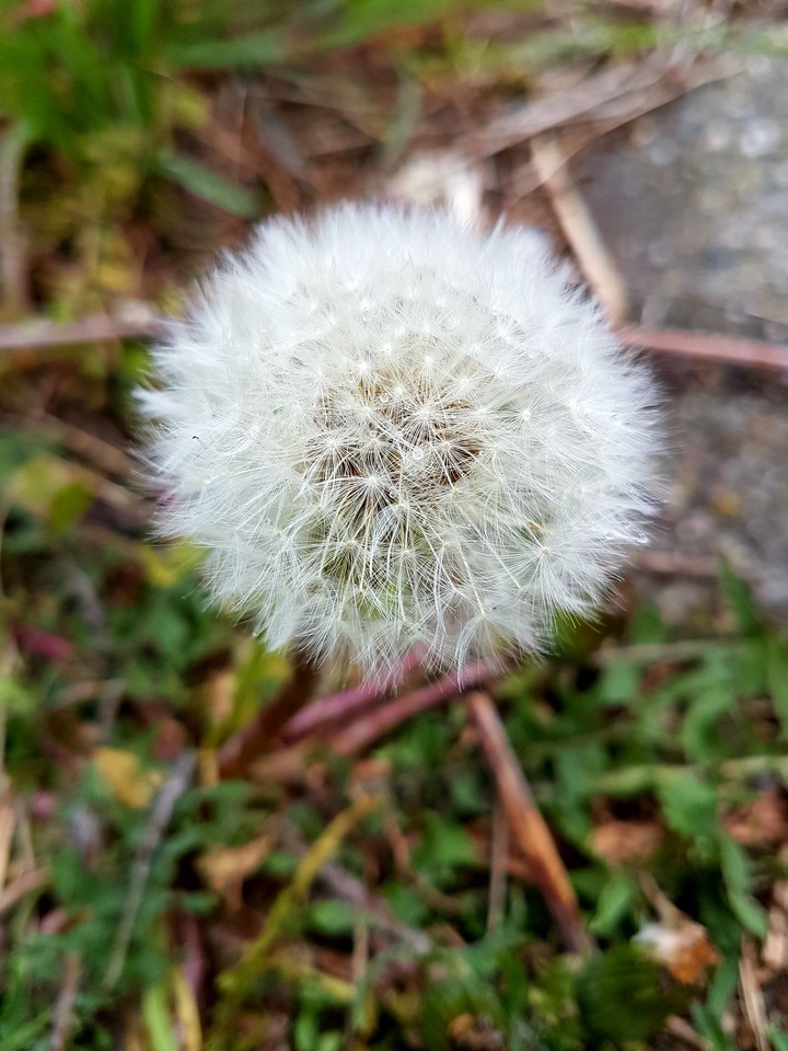 Blowball