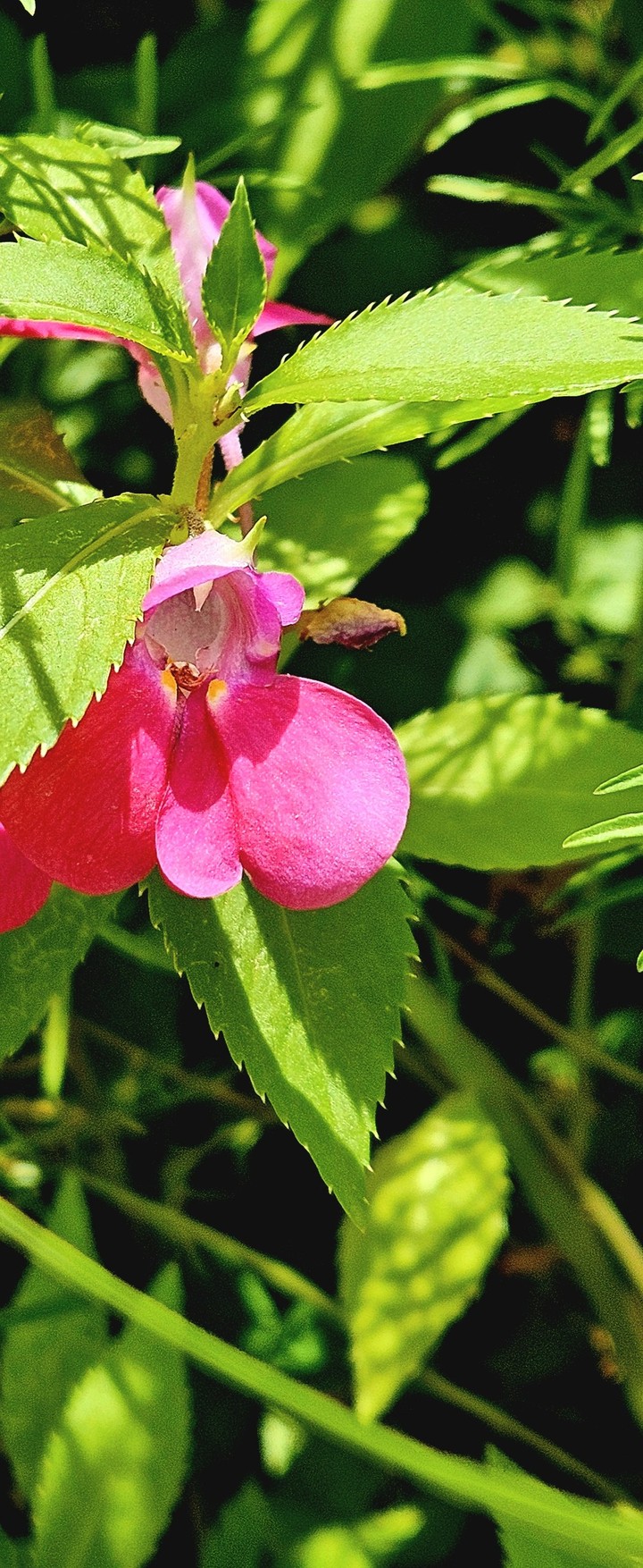 sfondi rose, petal