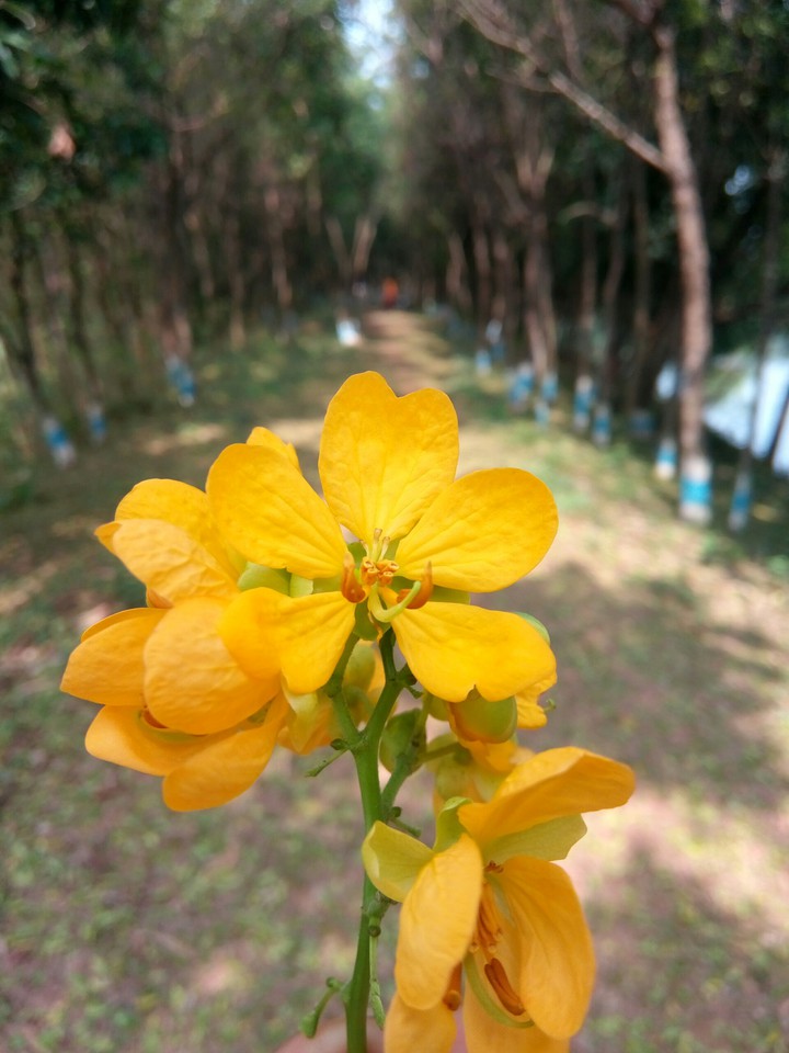 Yellow Flower