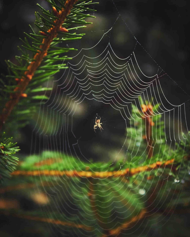 Webmaster