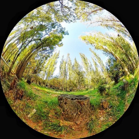 רקעים landscape, tree