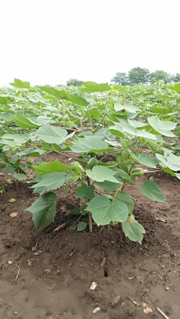 plant with green