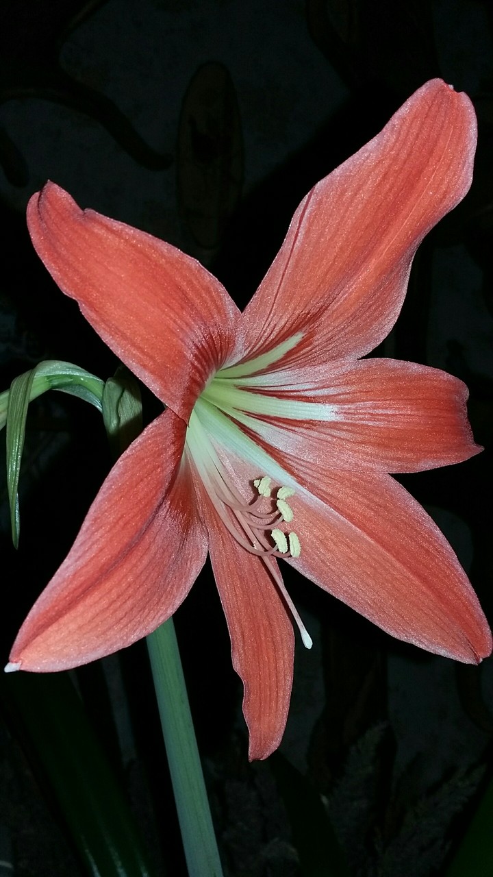 Model flower ;)