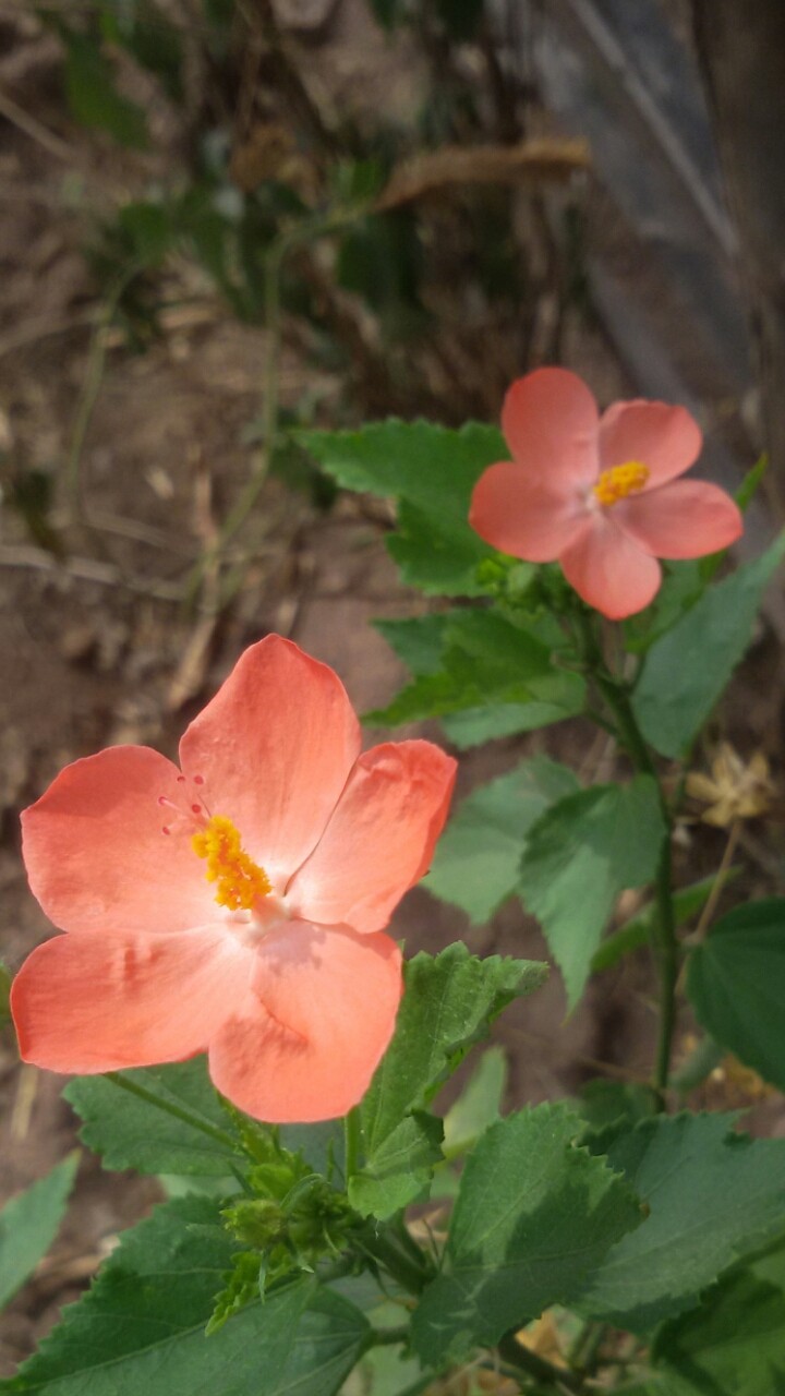 flowers of nature