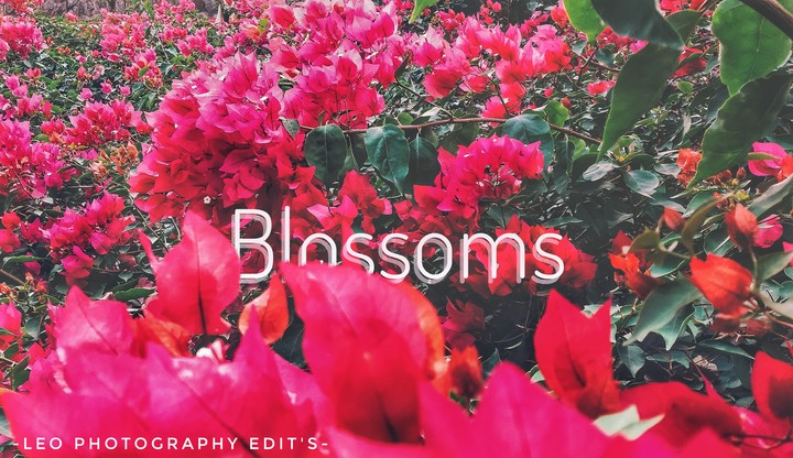 Blossoms