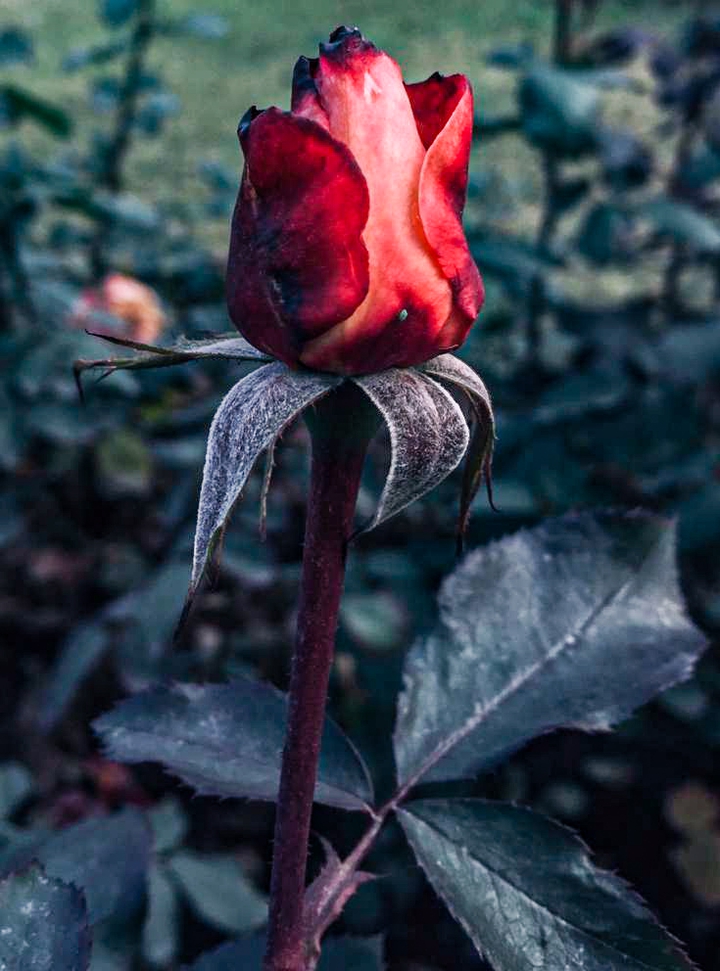 Bud