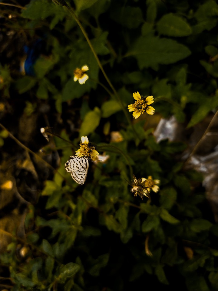 to day my photography butterfly and flowers