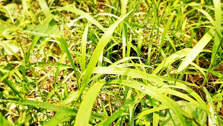 grass