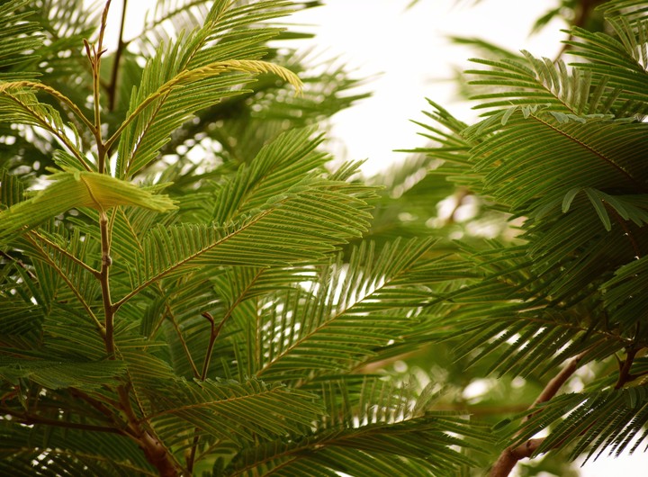 Leaves
