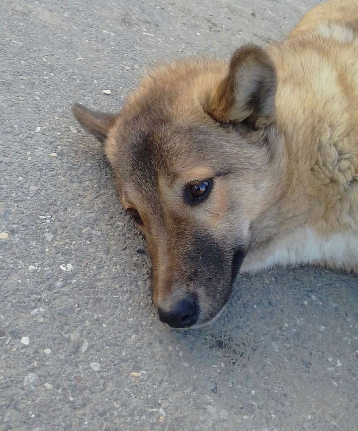 Dog...