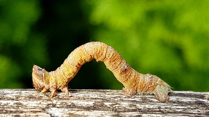 Caterpillar 2