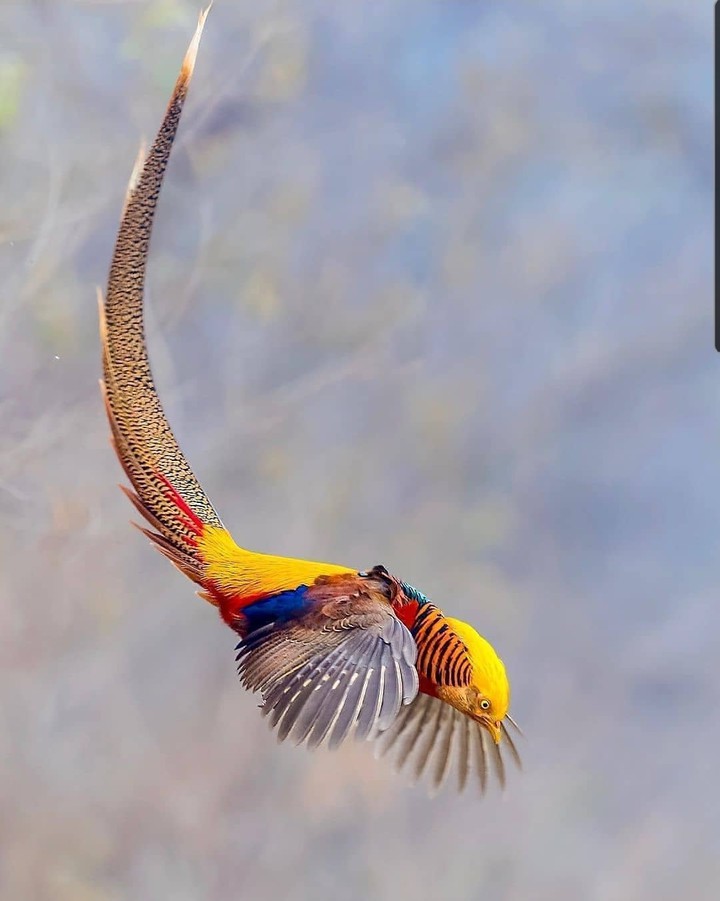 Golden pheasant