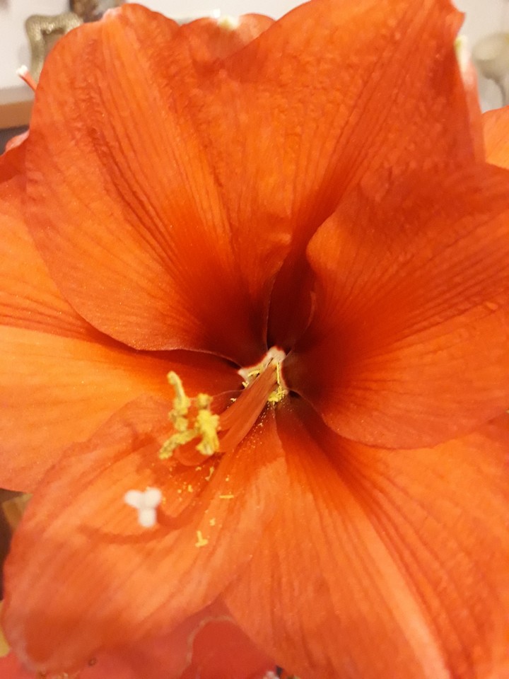 rosso