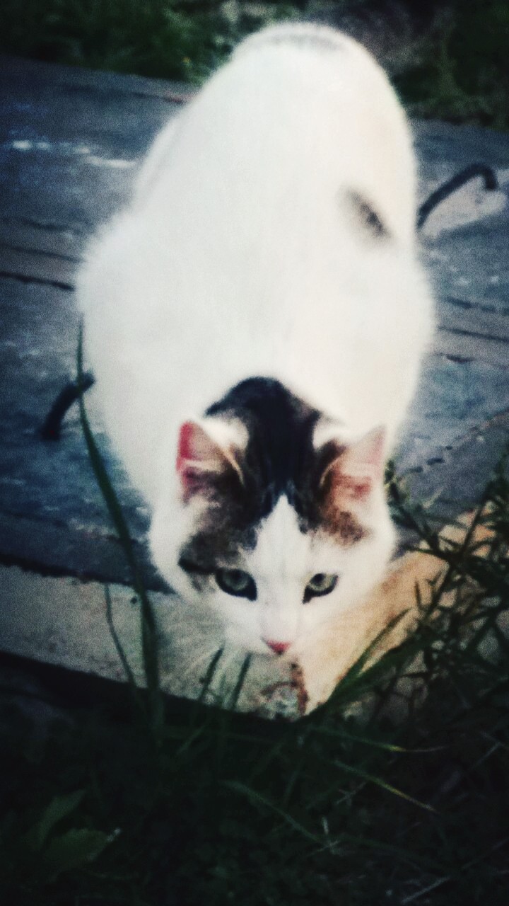 cat