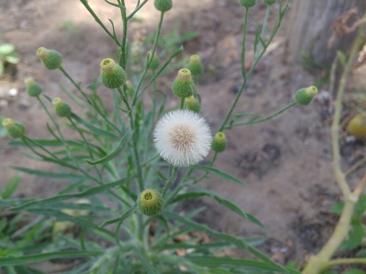 flor
