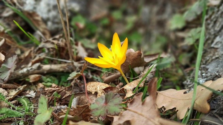 Spring