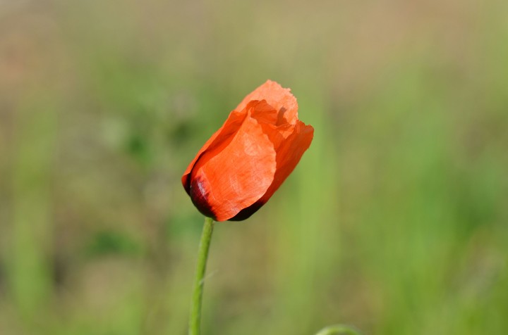 opium poppy