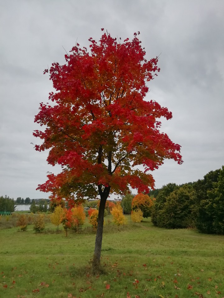 autumn