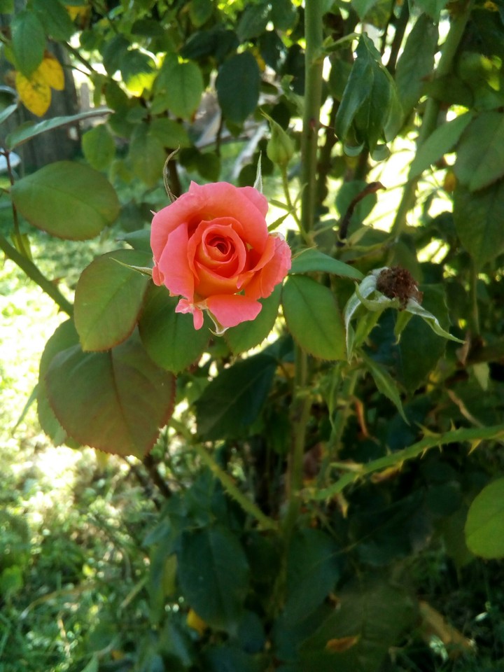 Rose