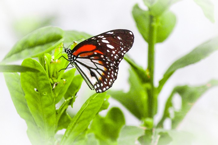 #beauty #butterfly #mothernature
