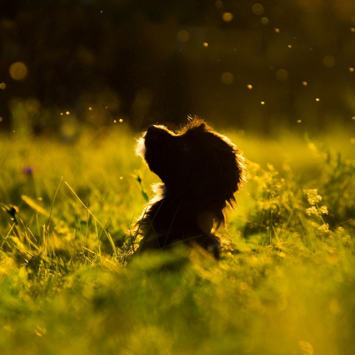 Feel every essence of the day....