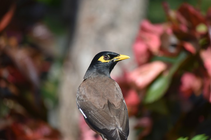 Bird