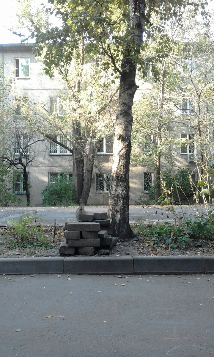 береза