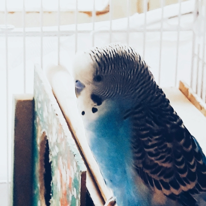 MY LITTLE BIRD 