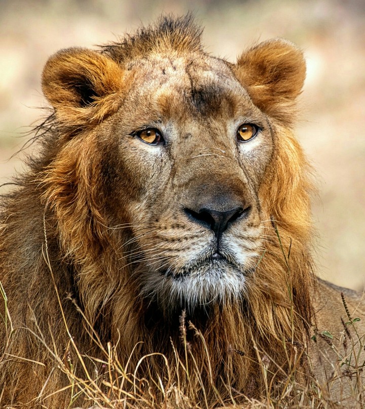 Lion